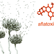 Title: Aflatoxin in Dry Foods: What Is It And How To Avoid It?