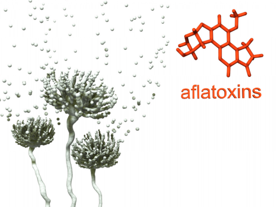 Aflatoxin in Dry Foods