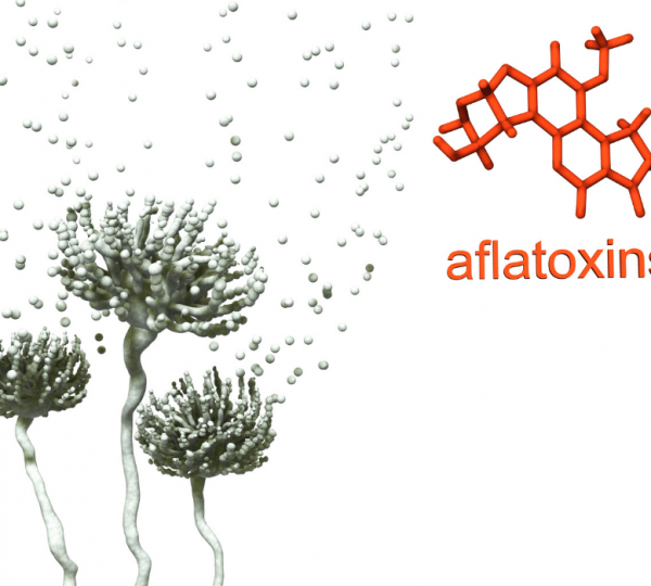 Title: Aflatoxin in Dry Foods: What Is It And How To Avoid It?