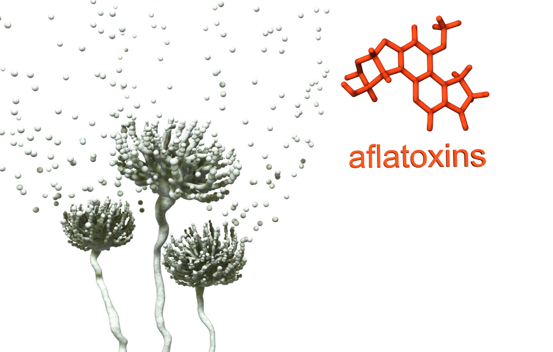 Aflatoxin in Dry Foods